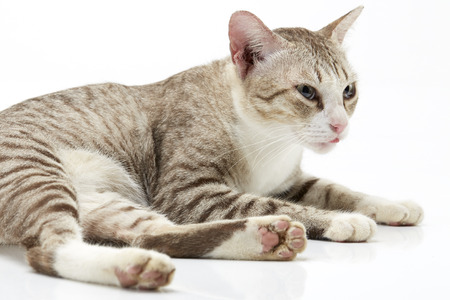 Beautiful little Bengal cat on a white backgroundの写真素材