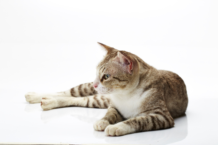 Beautiful little Bengal cat on a white backgroundの写真素材