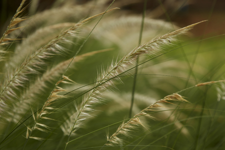 Flowering grass with blurry background, mission grass, feather pennisetumの写真素材