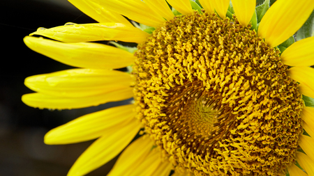 Sunflowers garden. Sunflowers have abundant health benefitsの写真素材