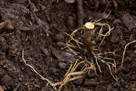 Preparation of fig plant into rooted soilの写真素材