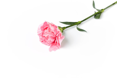 beautiful pink carnation flower isolated on white backgroundの写真素材