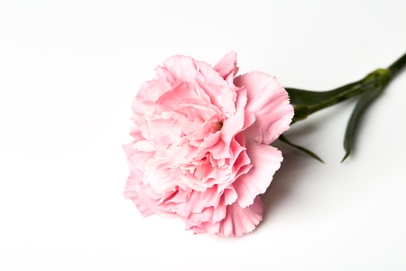 Pink carnation flower isolated on white backgroundの写真素材