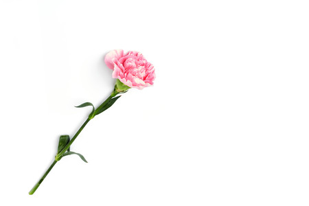beautiful pink carnation flower isolated on white backgroundの写真素材