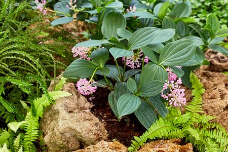 Green lawn in a colorful landscaped formal garden.Detail of a botanical gardenの写真素材