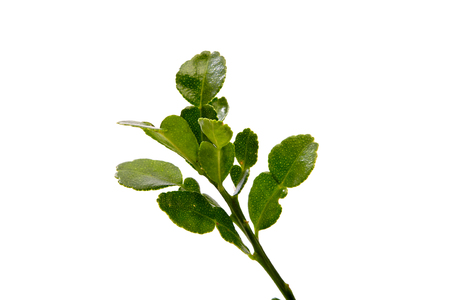 close up of  kaffir lime leaves on white background. flat lay conceptの写真素材