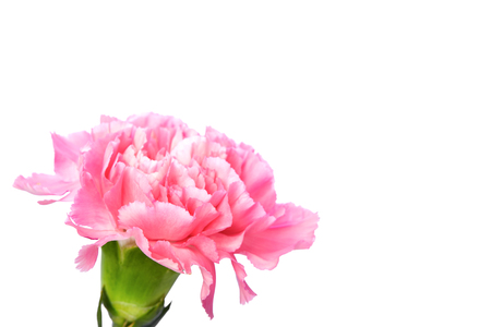 Single pink Carnation standing erect on white backgroundの写真素材