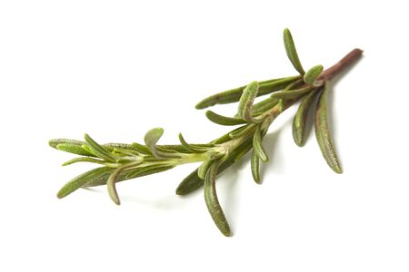 Rosemary isolated on white background, Top viewの写真素材