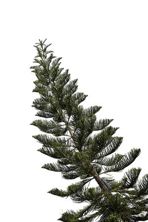 spruce tree isolated on white. christmas tree