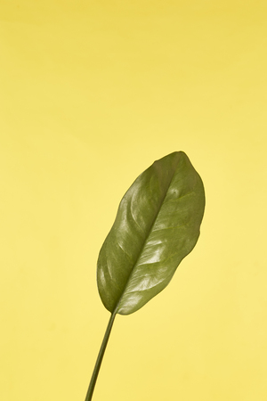 Isolated leaf on blue Yellow background. minimal conceptの写真素材