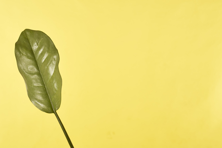 Isolated leaf on blue Yellow background. minimal conceptの写真素材