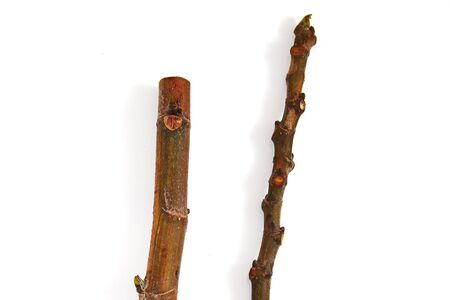 Set Fig Tree Panache with fruits isolated on whiteの写真素材