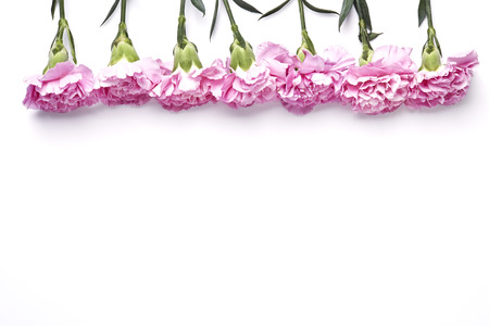 pink is carnation against the white backgroundの写真素材