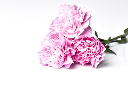 pink is carnation against the white backgroundの写真素材