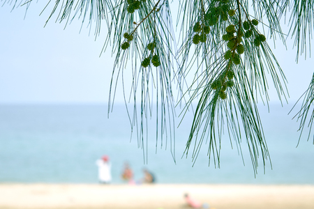 Pine tree in focus, blurred beach backgroundの写真素材