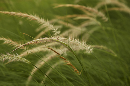 Flowering grass with blurry background, mission grass, feather pennisetum
の写真素材