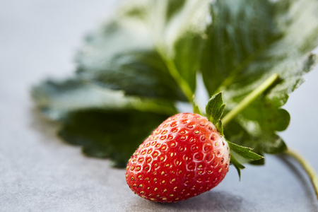 Fresh organic raspberry just harvested from the farmの写真素材