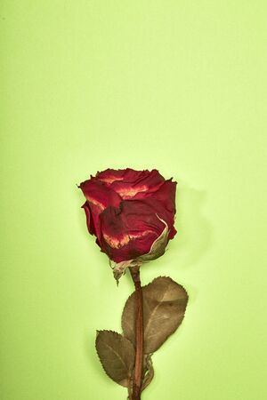 Dried Red Rose Shadow on green Background, minimal valentine Conceptの写真素材