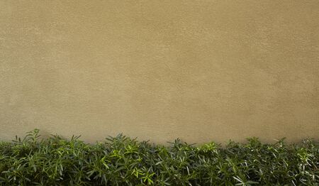 Wall Tree and green leaf background Texture, summer concepts