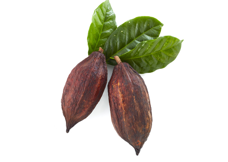 Cocoa pods with Cocoa leaf on a white backgroundの写真素材
