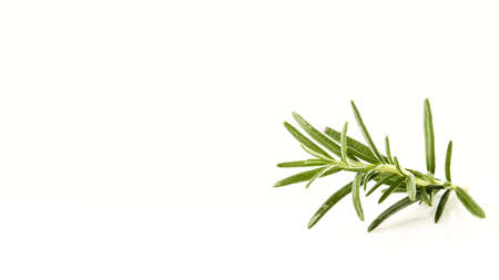 fresh rosemary sprig isolated on white background