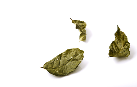 Dry green leaves simply placed on a white background,Flat lay, top view minimal backgroundの写真素材