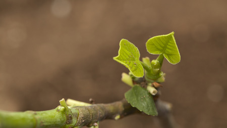 fig on the tree close up soft focus with morning sun light ,Brogiotto Nero