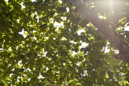 morning light and fog in the garden with green leaf background, Summer and Spring Conceptsの写真素材