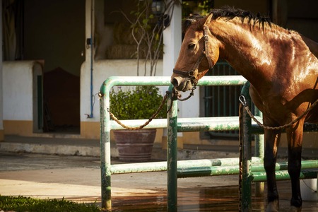 Beautiful red horse in the farm, Animal Care Conceptsの写真素材