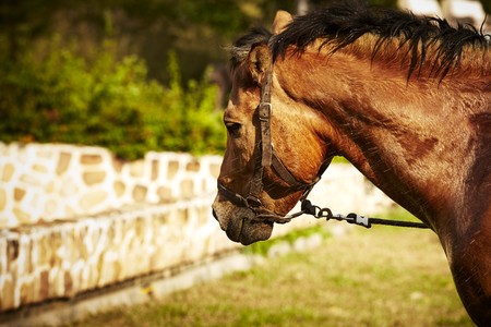 Beautiful red horse in the farm, Animal Care Conceptsの写真素材
