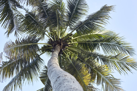 Coconut palm trees on blue sky backgroundの写真素材
