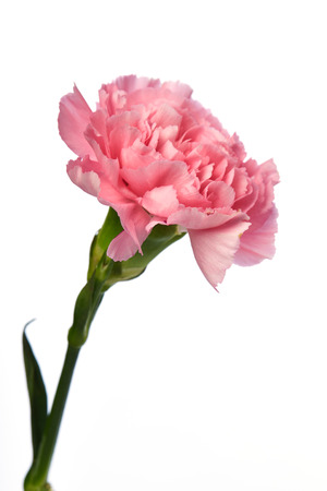 Pink carnation flower isolated on white backgroundの写真素材