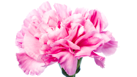 beautiful blooming carnation flower on a white backgroundの写真素材