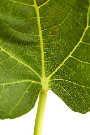 Detail of the backlit texture and pattern of a fig leaf plant, Plant diseases