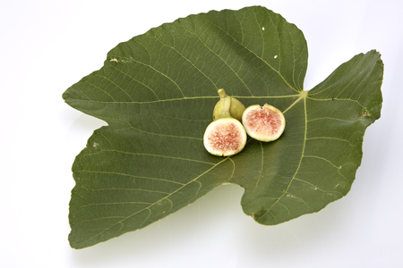 Weihai fig, Fresh green figs on white backgroundの写真素材