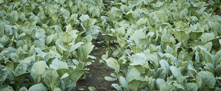 Chinese Kale or Chinese Cabbage planted in vegetable plot, Concept of organic healthy food,...