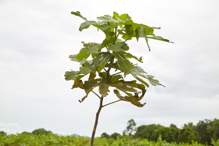 Brogiotto nero fig tree  In the garden From Thailandの写真素材