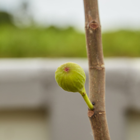 Brogiotto nero fig tree  In the garden From Thailandの写真素材