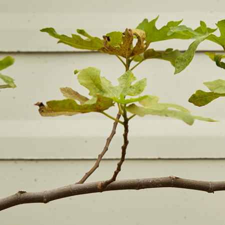 Brogiotto nero fig tree  In the garden From Thailand