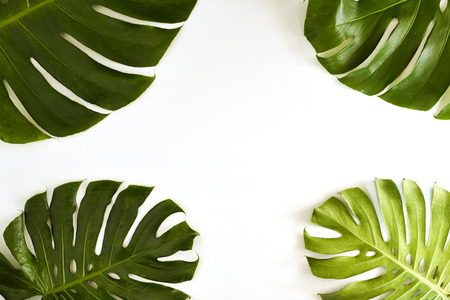 Summer Large green tropical monstera leaf on white backgroundの写真素材