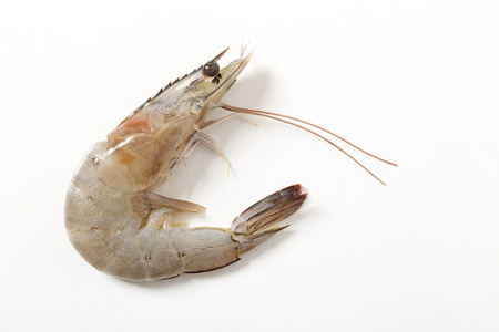 Raw fresh tiger shrimp isolated on white background seafood conceptの写真素材