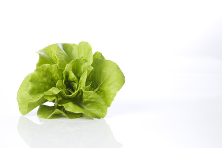 Fresh butterhead lettuce on a white background, vegetable saladの写真素材