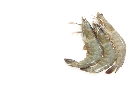 Three Tiger Prawns A small display of tiger prawns raw and fresh from the sea on white backgroundの写真素材
