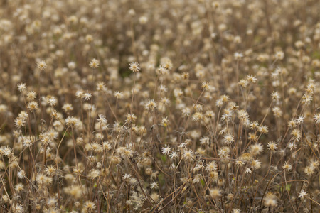 ripe dry tree poppy heads on the summer fieldの写真素材