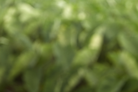 Abstract and blurred green backdrop. Natural backgroundの写真素材