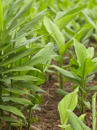 Ginger with galangal tree leaves in the garden background