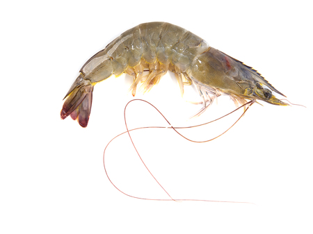 Raw Black Tiger Prawns (Penaeus monodon), shrimp ready for preparationの写真素材