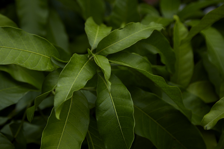 Close-Up Of Fresh Green Leaves mango In the gardenの写真素材