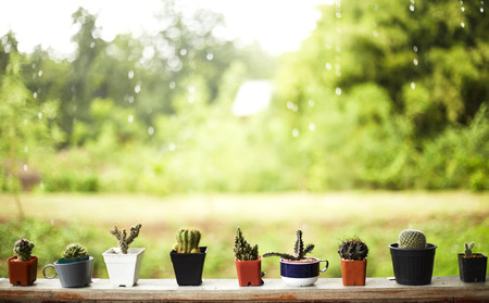 Cactus in white plastic pot on mable table at the in front of house with blurred garden view textured backgroundの写真素材