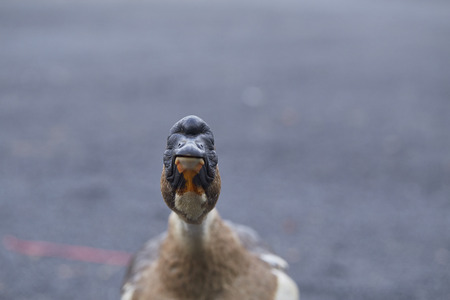 goose standing on green grassà¸¡geese breeding and ecological healthy meat and feather production concept.の写真素材